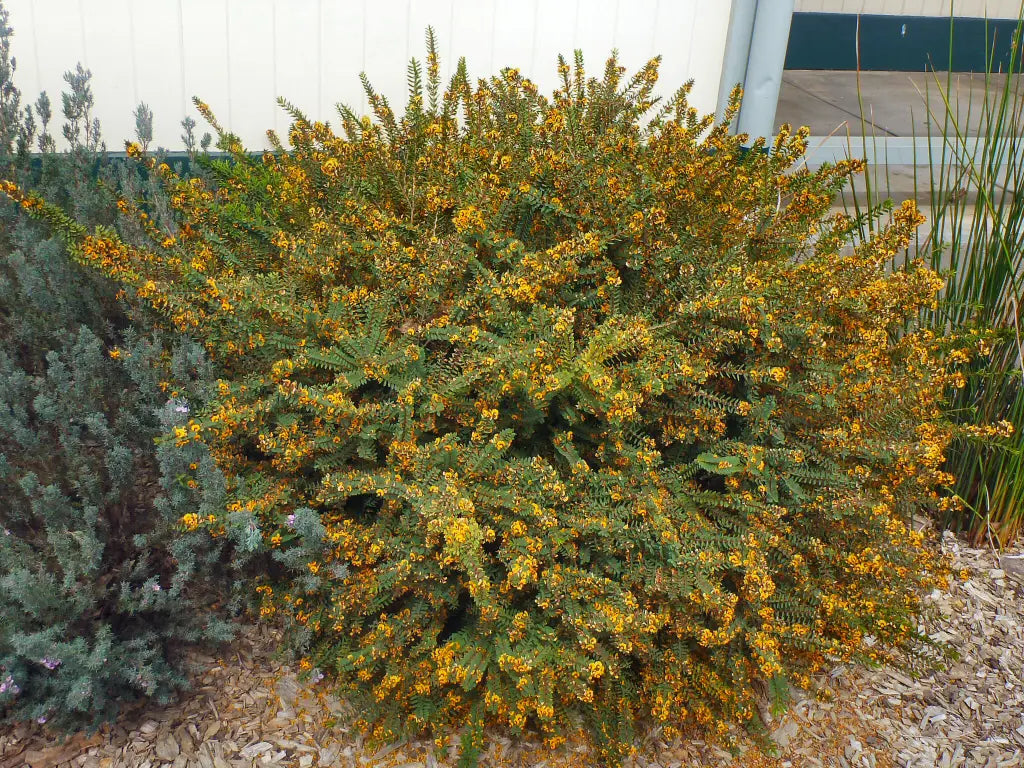 Nana Eutaxia (Eutaxia obovata)