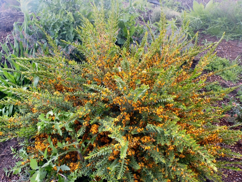 Nana Eutaxia (Eutaxia obovata)