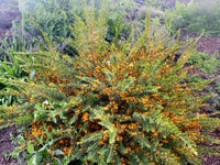 Nana Eutaxia (Eutaxia obovata) - Ladybird Nursery