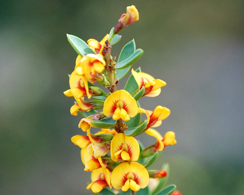 Nana Eutaxia (Eutaxia obovata)