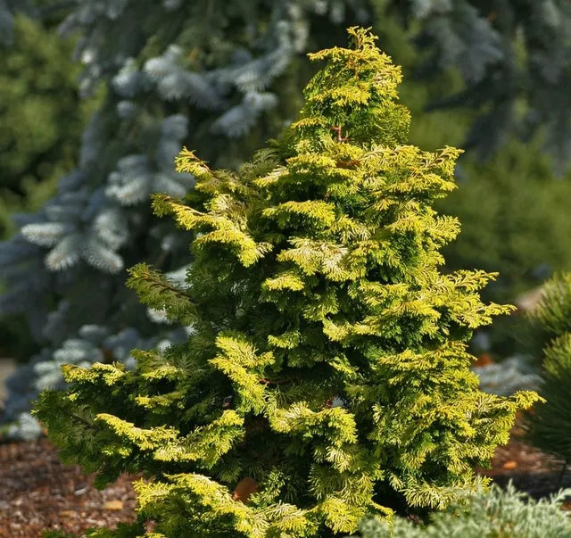 Hinoki Cypress Nana Aurea (Chamaecyparis obtusa)