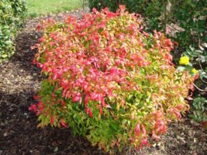 Heavenly Bamboo Magical Daybreak™ (Nandina domestica) - Ladybird Nursery