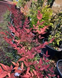 Coprosma Royale