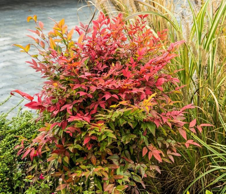 Heavenly Bamboo Magical Daybreak™ (Nandina domestica)