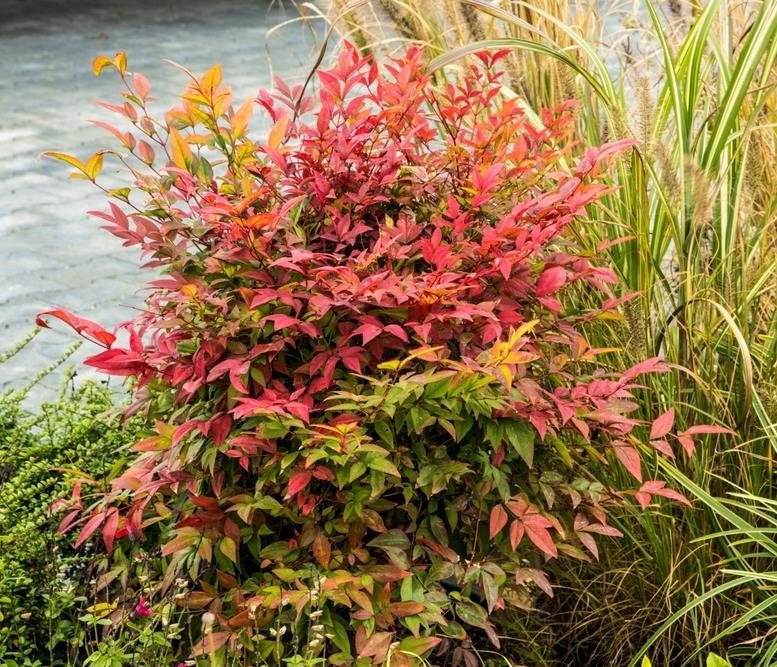 Heavenly Bamboo Magical Daybreak™ (Nandina domestica) - Ladybird Nursery