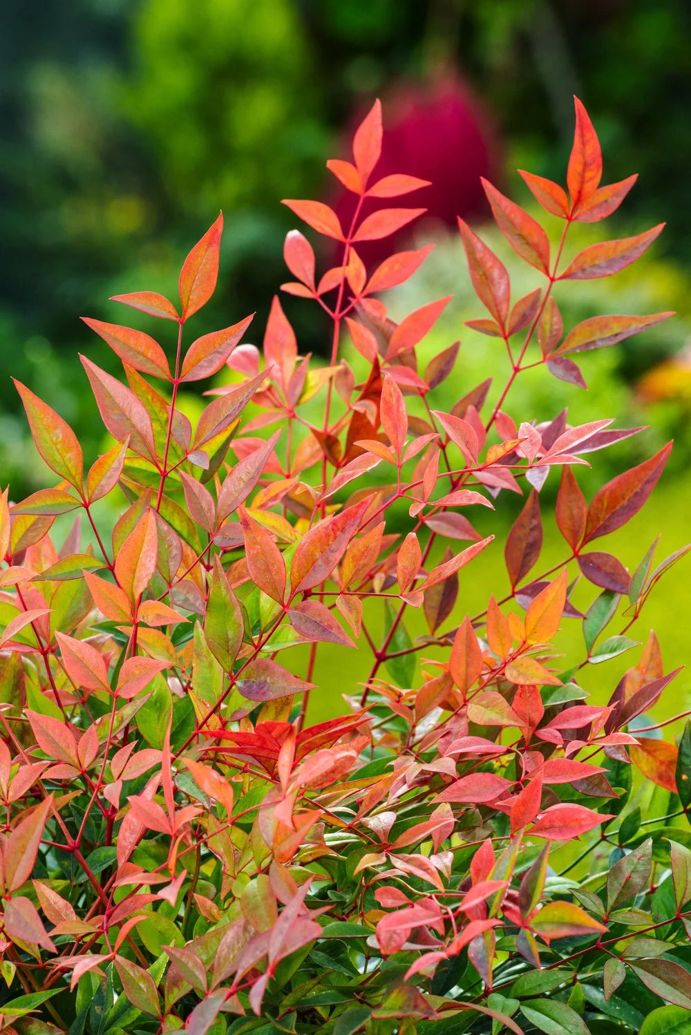 Heavenly Bamboo Colourscape (Nandina domestica) - Ladybird Nursery
