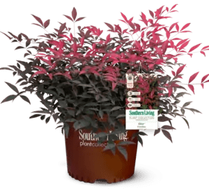 Heavenly Bamboo FLIRT™ (Nandina domestica) - Ladybird Nursery