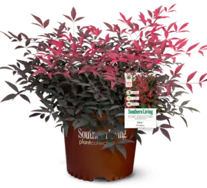 Heavenly Bamboo FLIRT™ (Nandina domestica)
