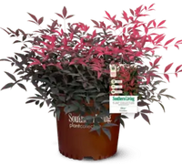 Heavenly Bamboo FLIRT™ (Nandina domestica)