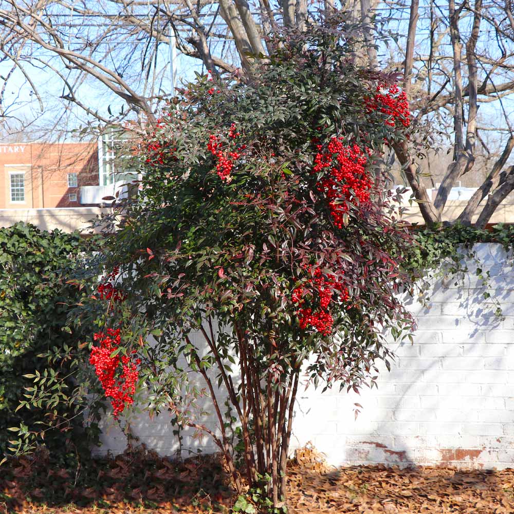 Heavenly Bamboo (Nandina domestica) - Ladybird Nursery