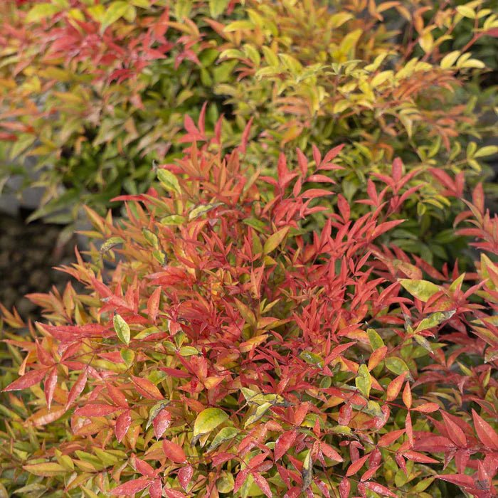 Heavenly Bamboo Moon Bay (Nandina domestica) - Ladybird Nursery