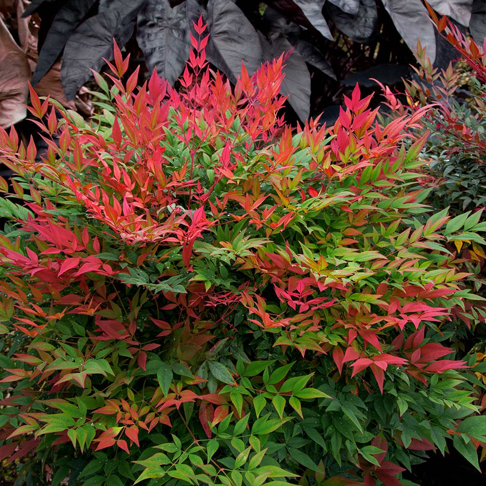 Heavenly Bamboo OBSESSION™ (Nandina domestica) - Ladybird Nursery