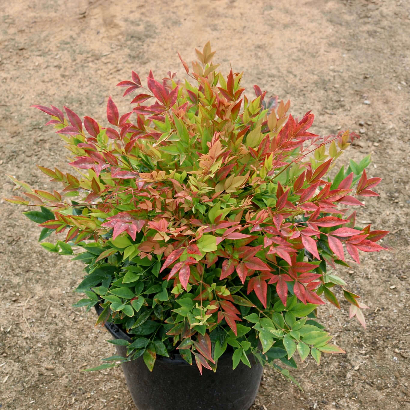 Heavenly Bamboo (Nandina domestica) - Ladybird Nursery