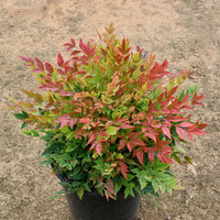 Heavenly Bamboo (Nandina domestica)