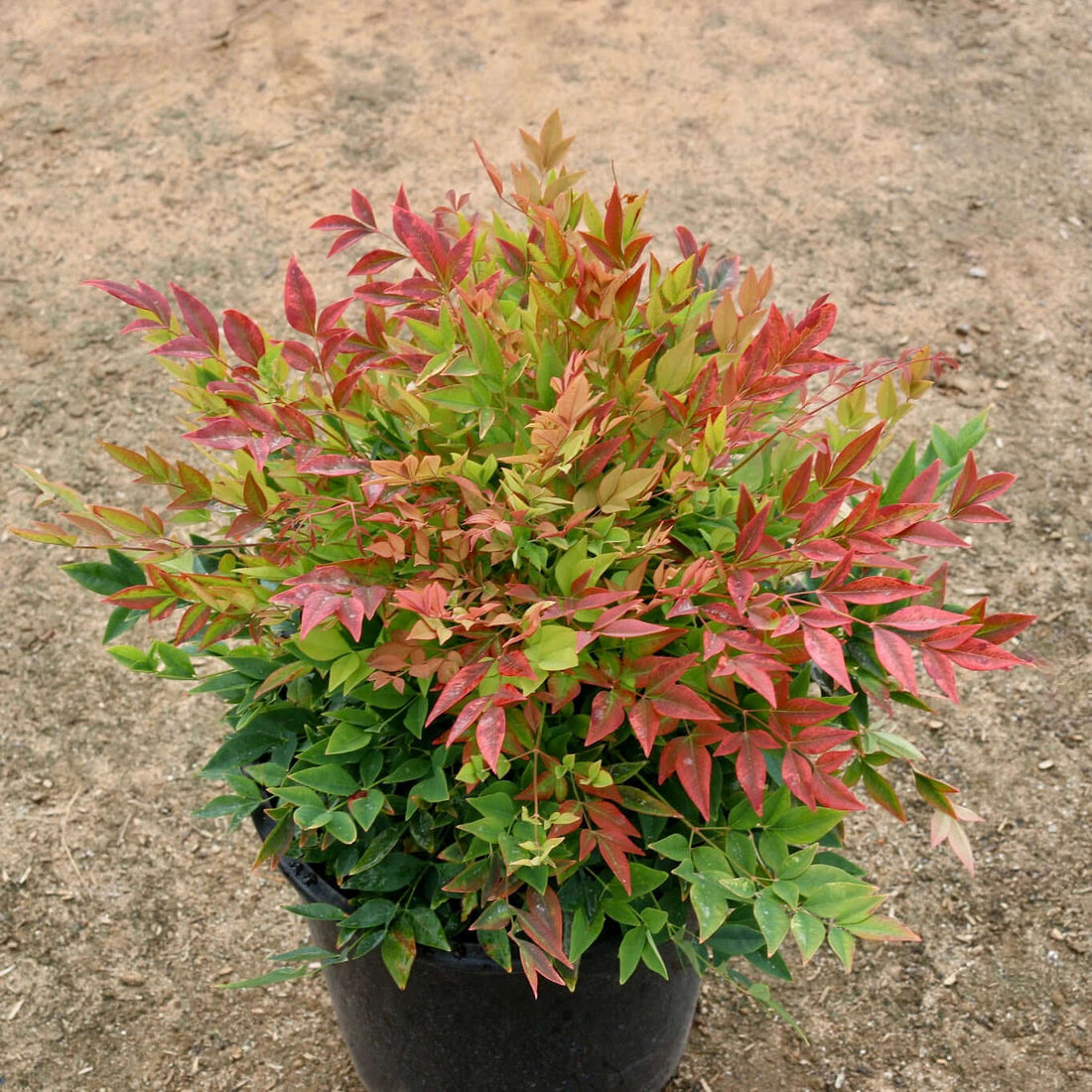 Heavenly Bamboo Gulf Stream (Nandina domestica) - Ladybird Nursery