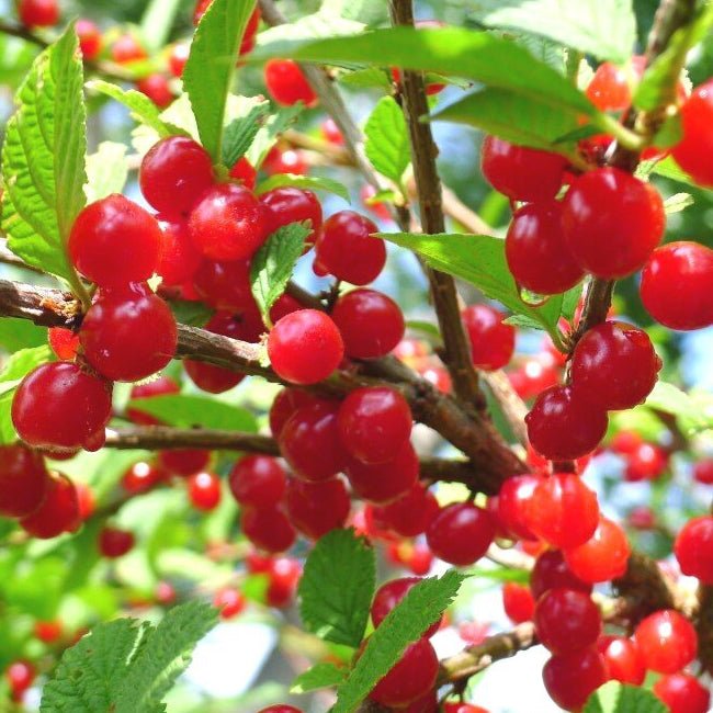 Nanking Cherry - Ladybird Nursery