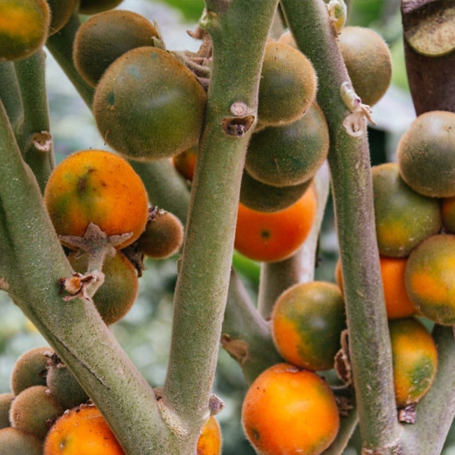Naranjilla