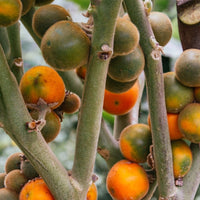 Naranjilla