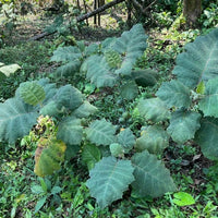 Naranjilla - Ladybird Nursery