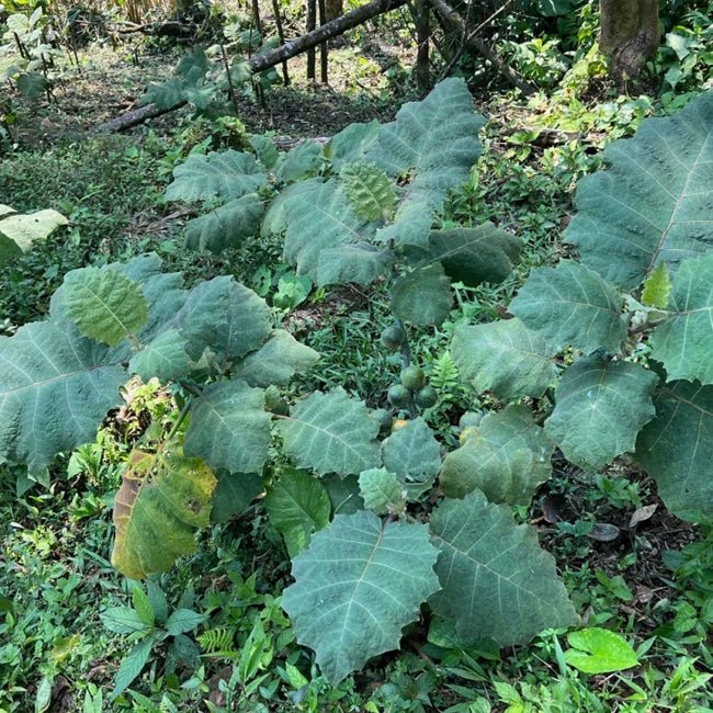Naranjilla - Ladybird Nursery