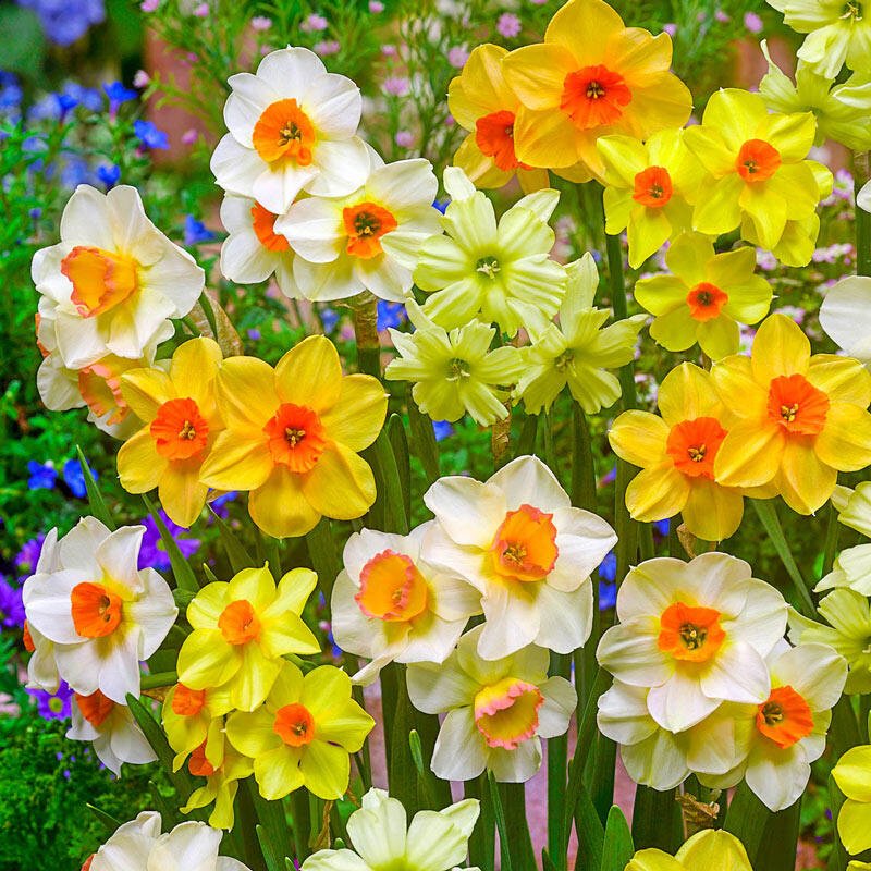 Narcissus jonquilla Mixed (Jonquil - ) - Ladybird Nursery
