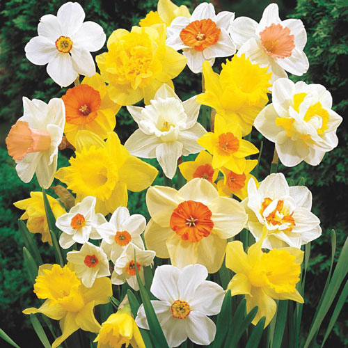 Narcissus jonquilla Mixed (Jonquil -)