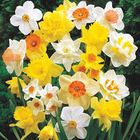 Narcissus jonquilla Mixed (Jonquil - ) - Ladybird Nursery