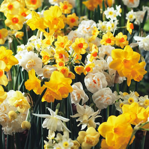 Narcissus jonquilla Mixed (Jonquil -)