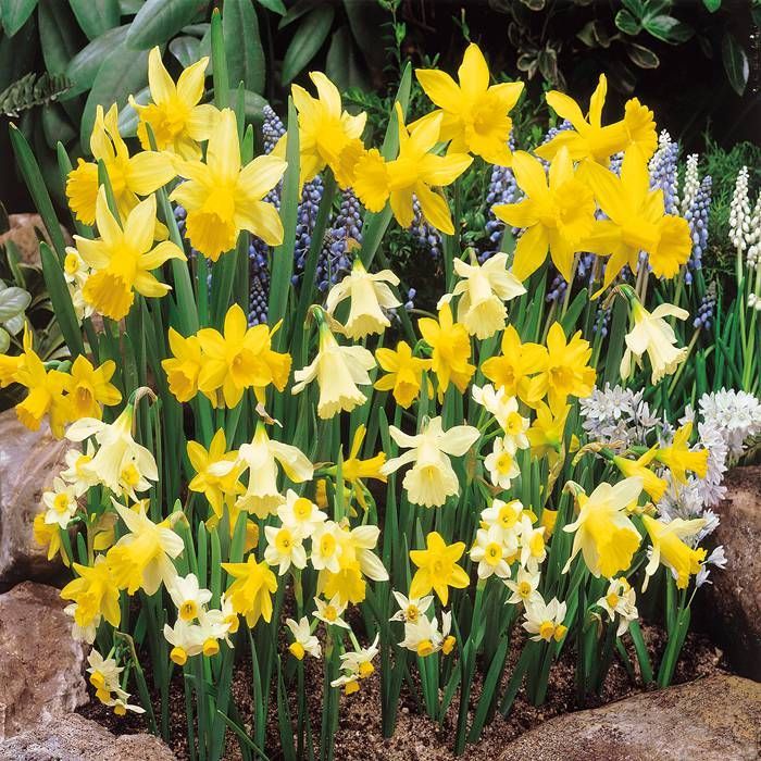 Narcissus jonquilla Mixed (Jonquil - ) - Ladybird Nursery