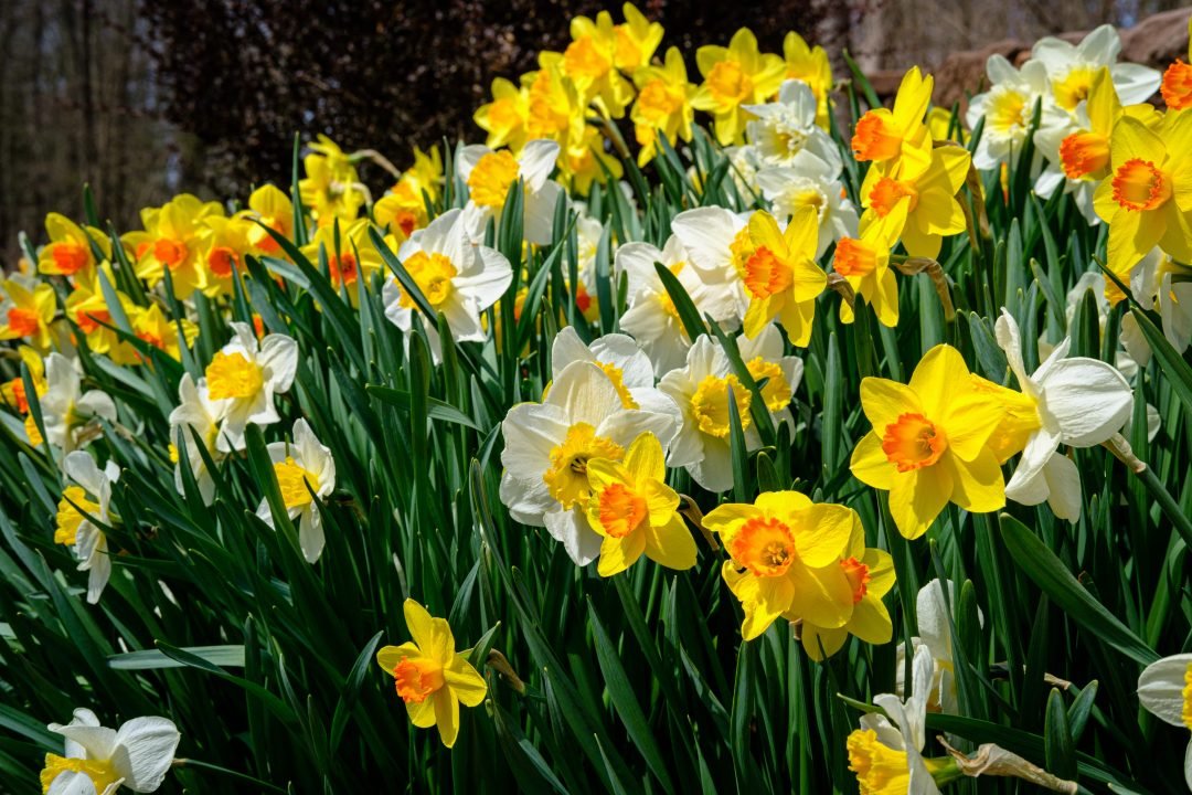 Narcissus jonquilla Mixed (Jonquil - ) - Ladybird Nursery