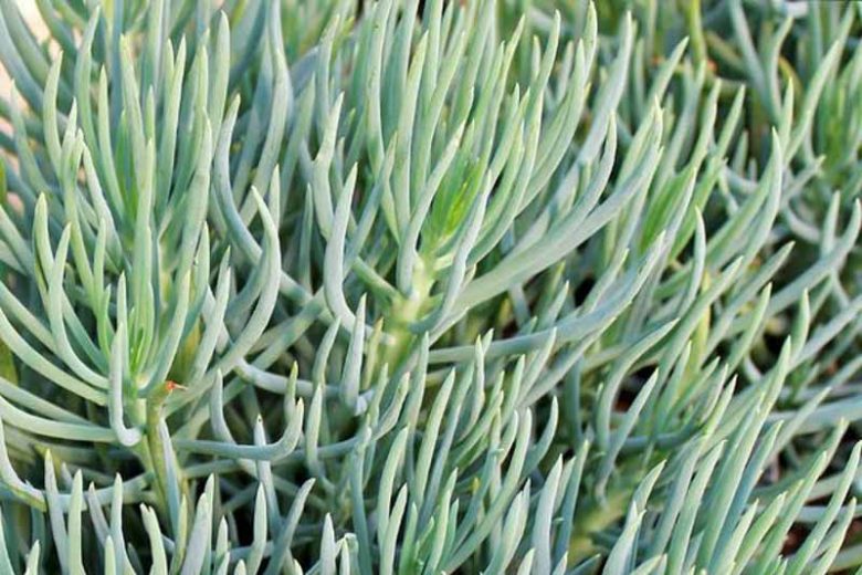 Narrow Leaf Chalk Sticks (Senecio cylindricus)