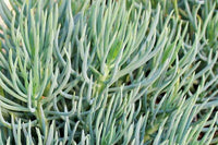 Narrow Leaf Chalk Sticks (Senecio cylindricus)