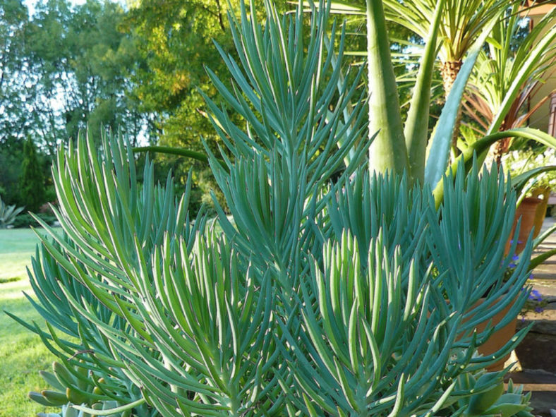 Narrow Leaf Chalk Sticks (Senecio cylindricus)