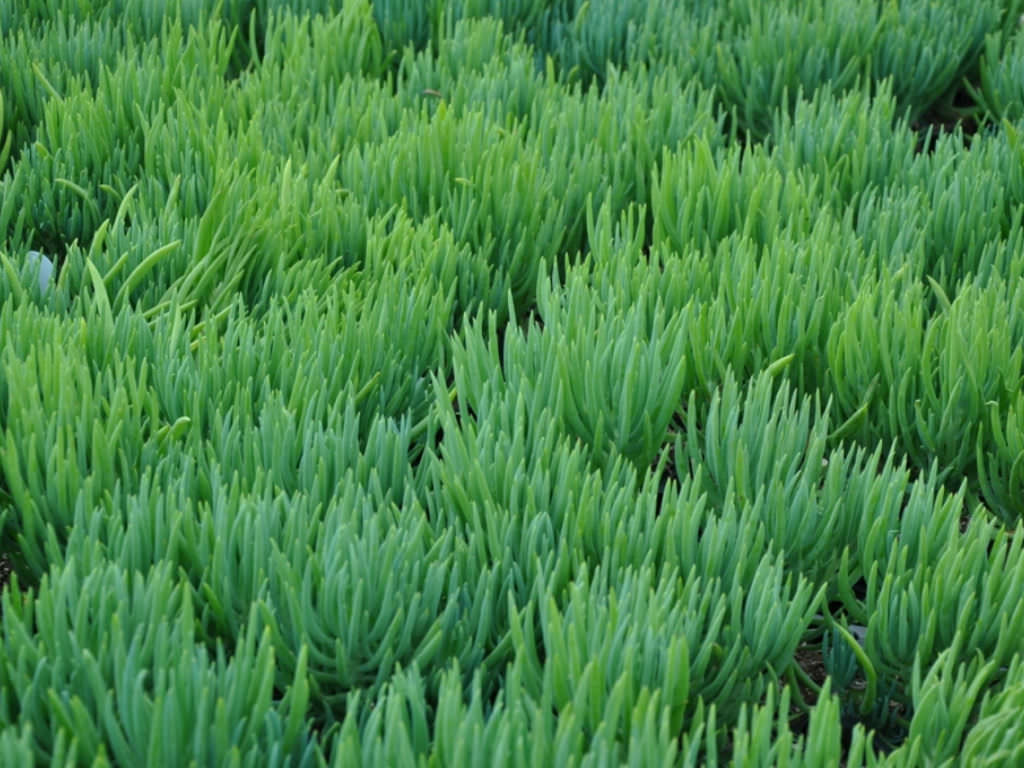 Narrow Leaf Chalk Sticks (Senecio cylindricus)