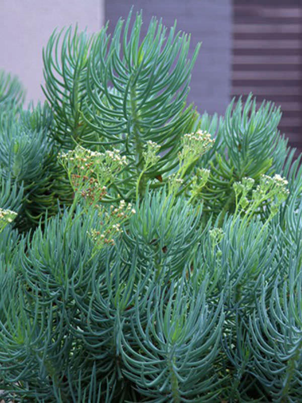 Narrow Leaf Chalk Sticks (Senecio cylindricus)