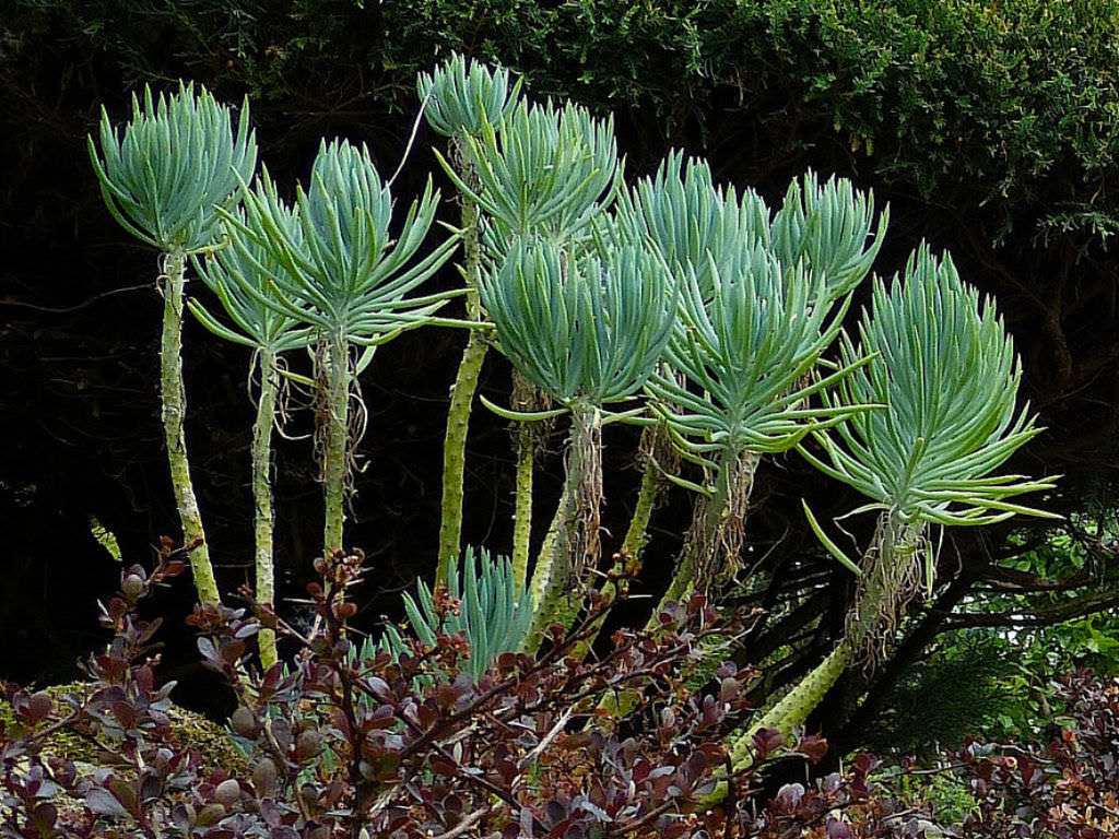 Narrow Leaf Chalk Sticks (Senecio cylindricus)