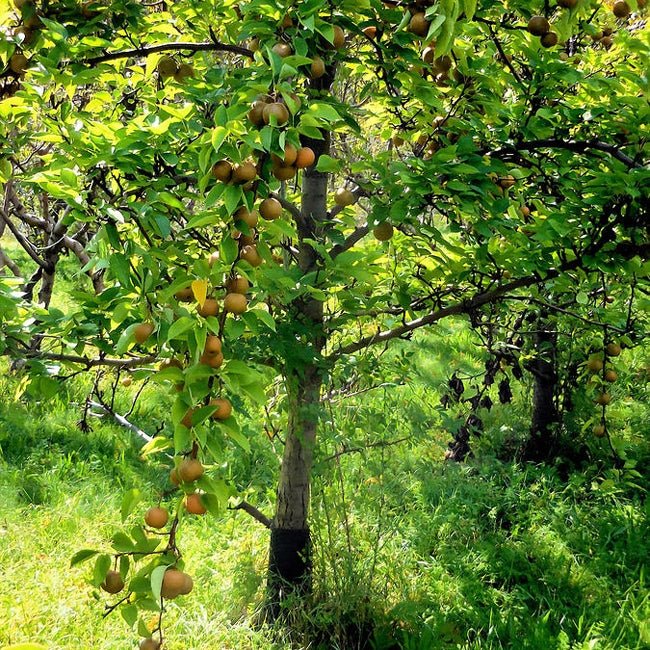 Nashi 2 way Nijisseiki / Shinsui - Ladybird Nursery