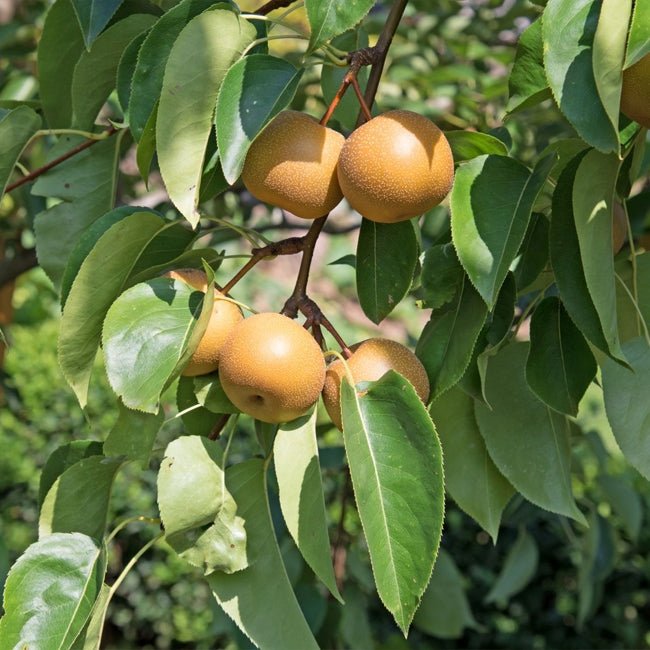 Nashi Pear Chojuro Fruit Tree – Buy Now! – Ladybird Nursery