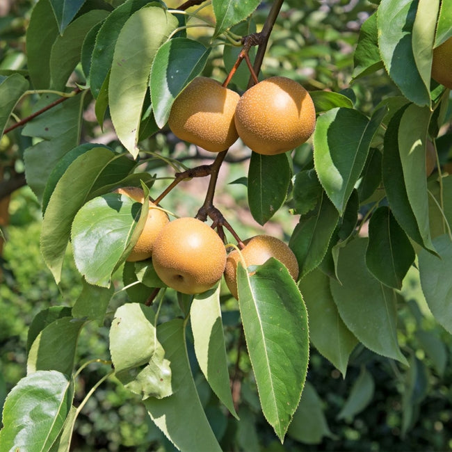 Nashi Pear Chojuro