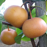 Nashi Pear Chojuro