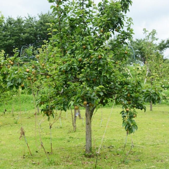 Nashi Pear Chojuro - Ladybird Nursery