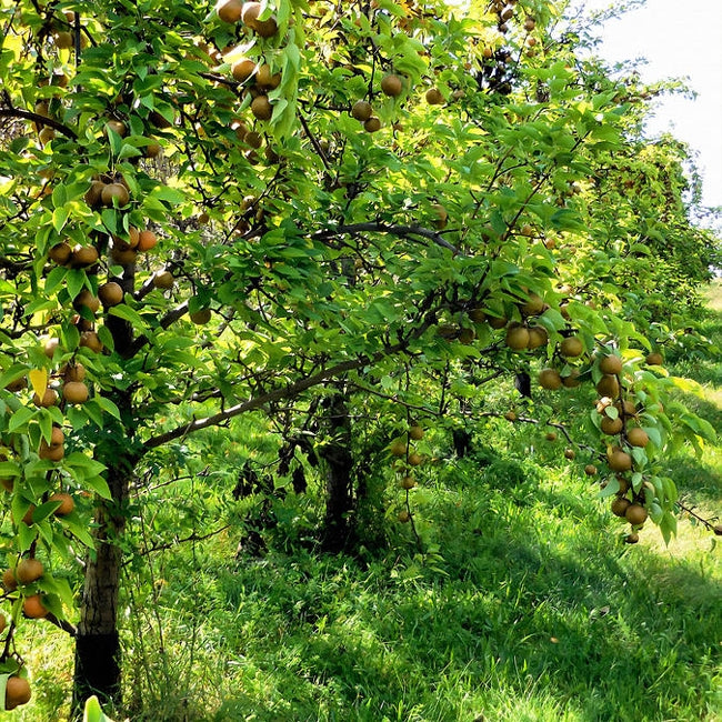 Nashi Pear Hosui