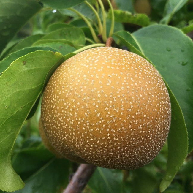 Nashi Pear Hosui
