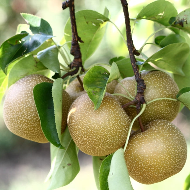 Nashi Pear Hosui