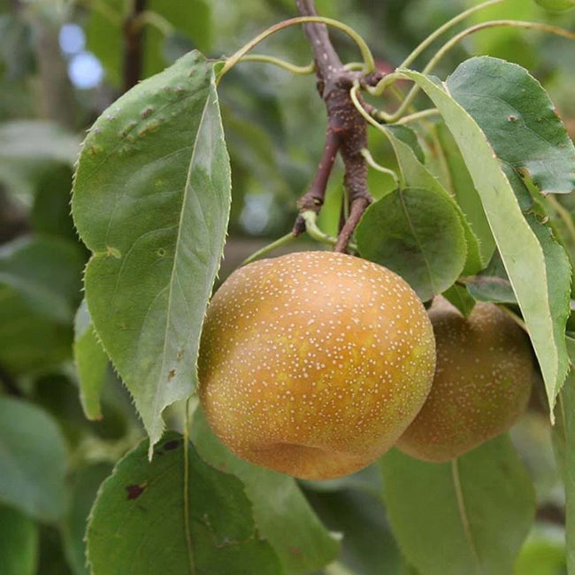 Nashi Pear Kosui