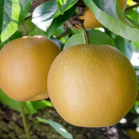 Nashi Pear Kosui