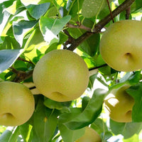Nashi Pear Kosui - Ladybird Nursery