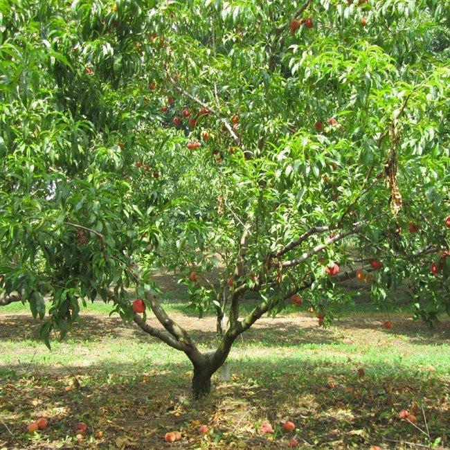 Nashi Pear Shinseiki - Ladybird Nursery