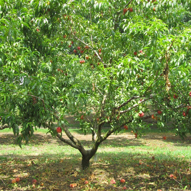 Nashi Pear Shinseiki