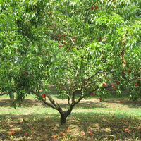 Nashi Pear Shinseiki